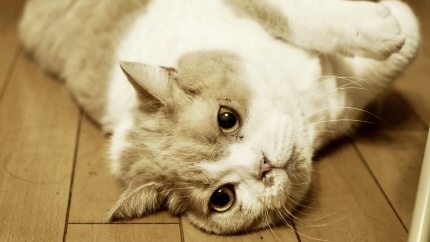 ポエタ亡くなる。