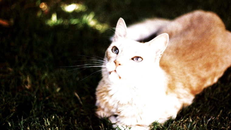 私だけ？ド◯◯もんが好きじゃない理由。