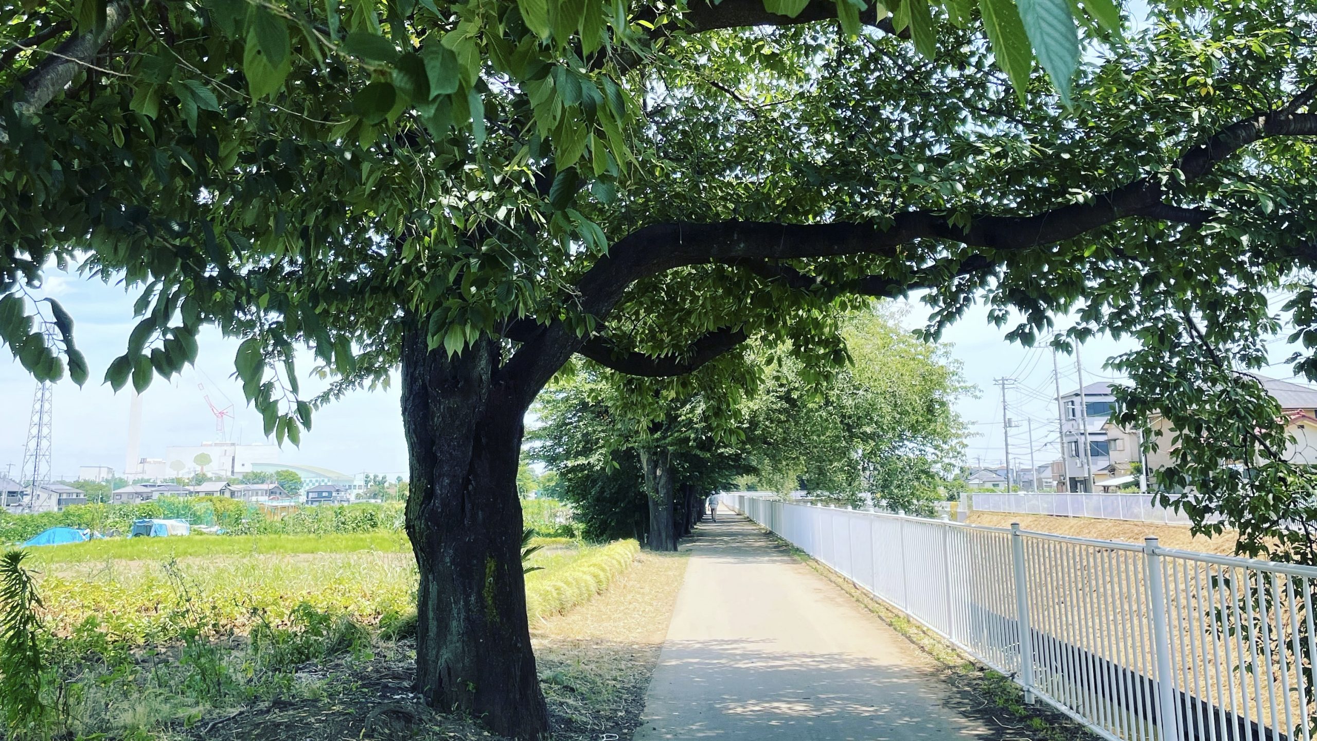 なかなか七時間睡眠ができないけど、深呼吸と昼寝を味方につけてから生活が楽になった。