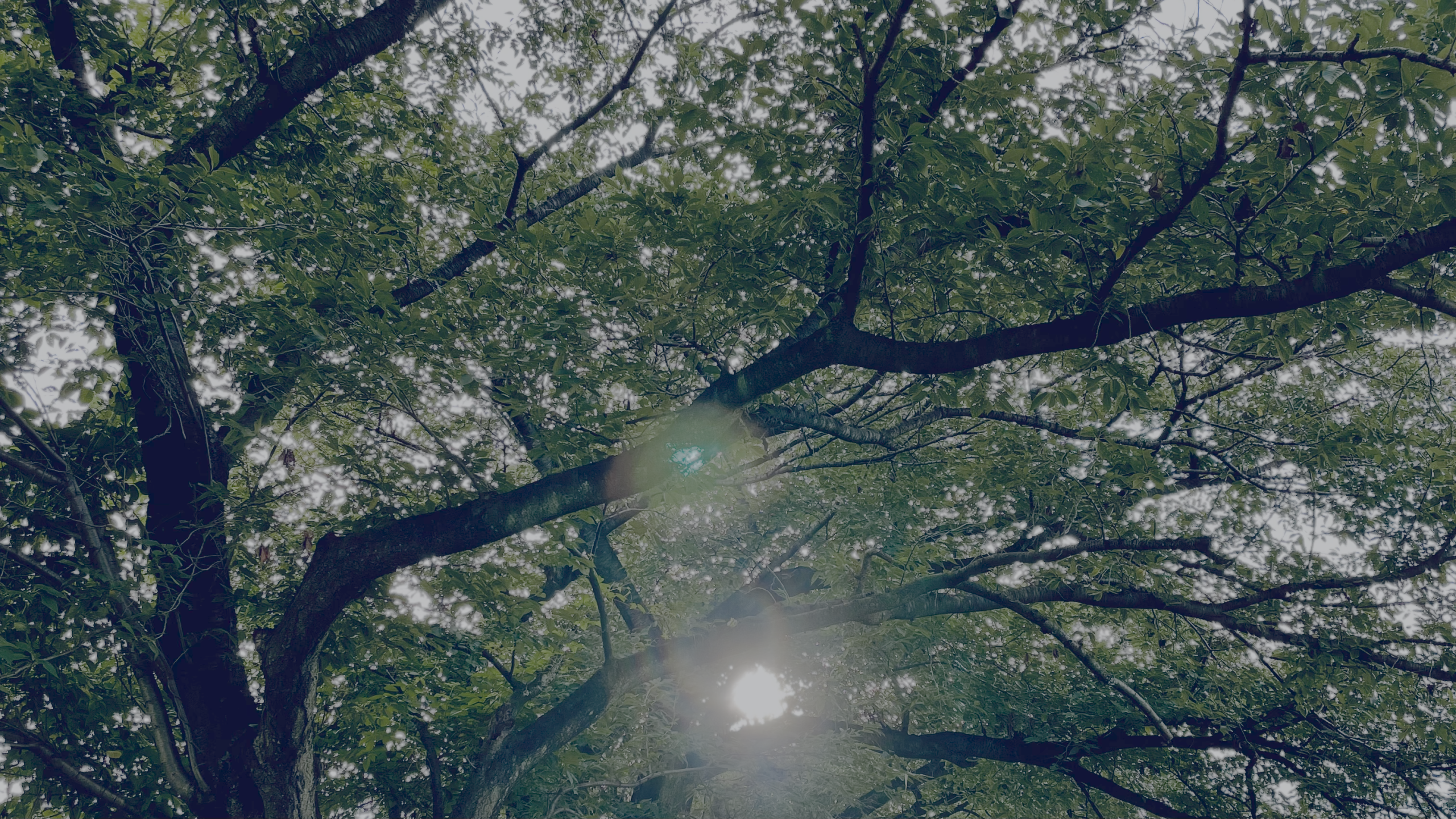 夏の真ん中にいることを感じる朝。