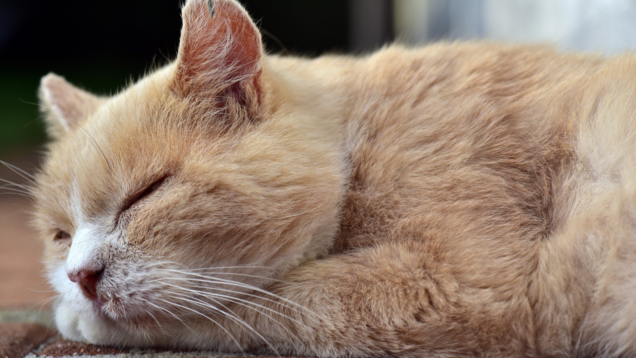 不眠なのに頭の中がスッキリしているのはなぜか？