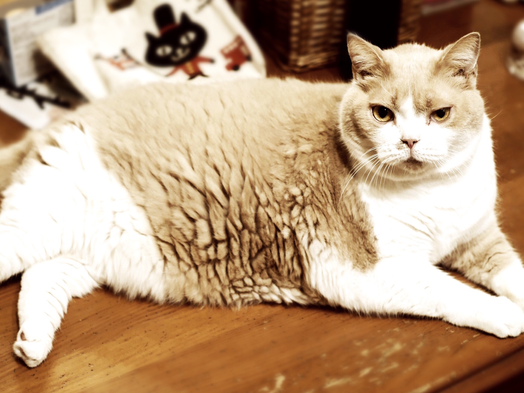 ワクチン接種と肥満対策。