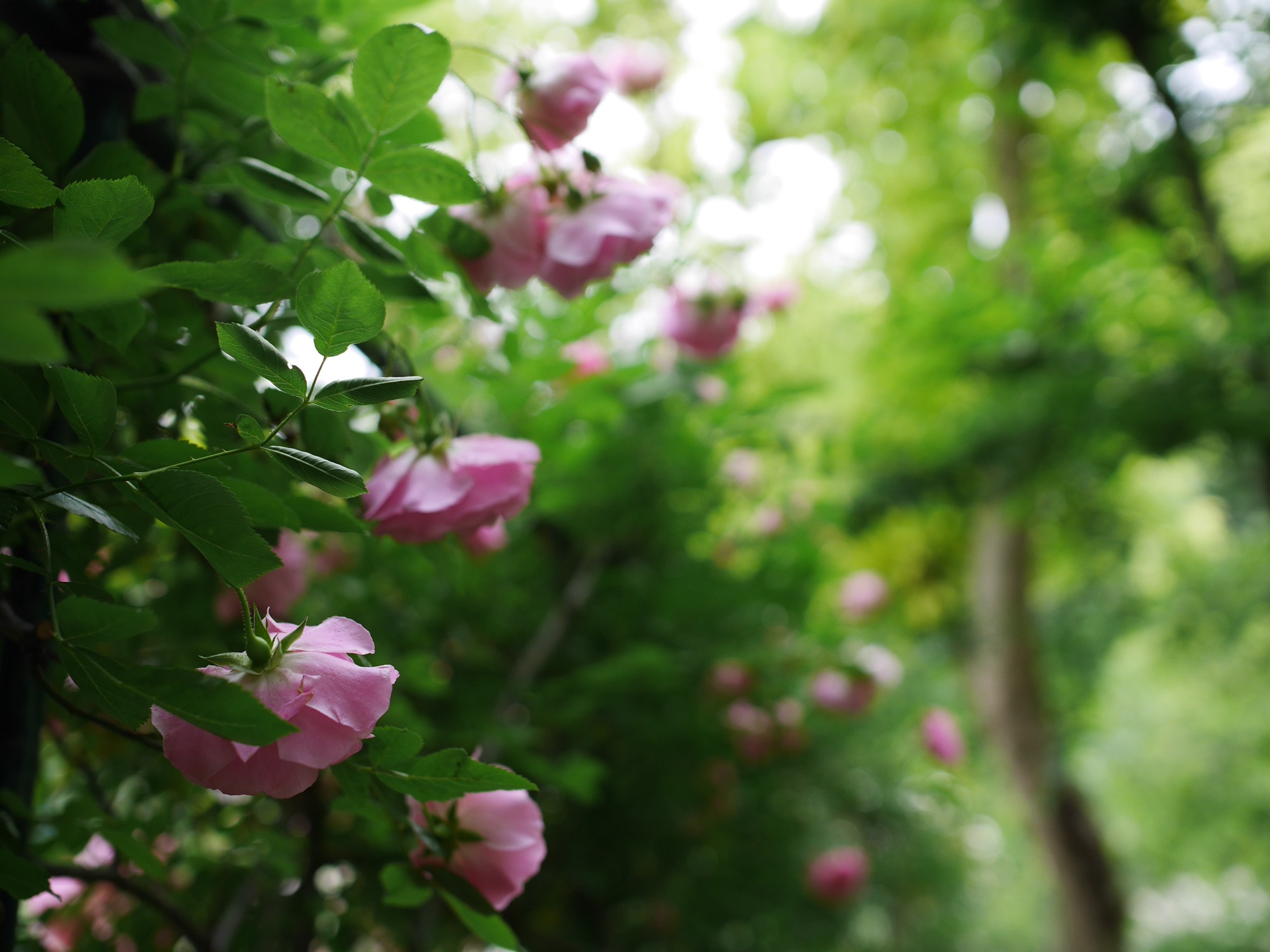 名前を変えて出直すこと。バラ園。自作クロスワード。