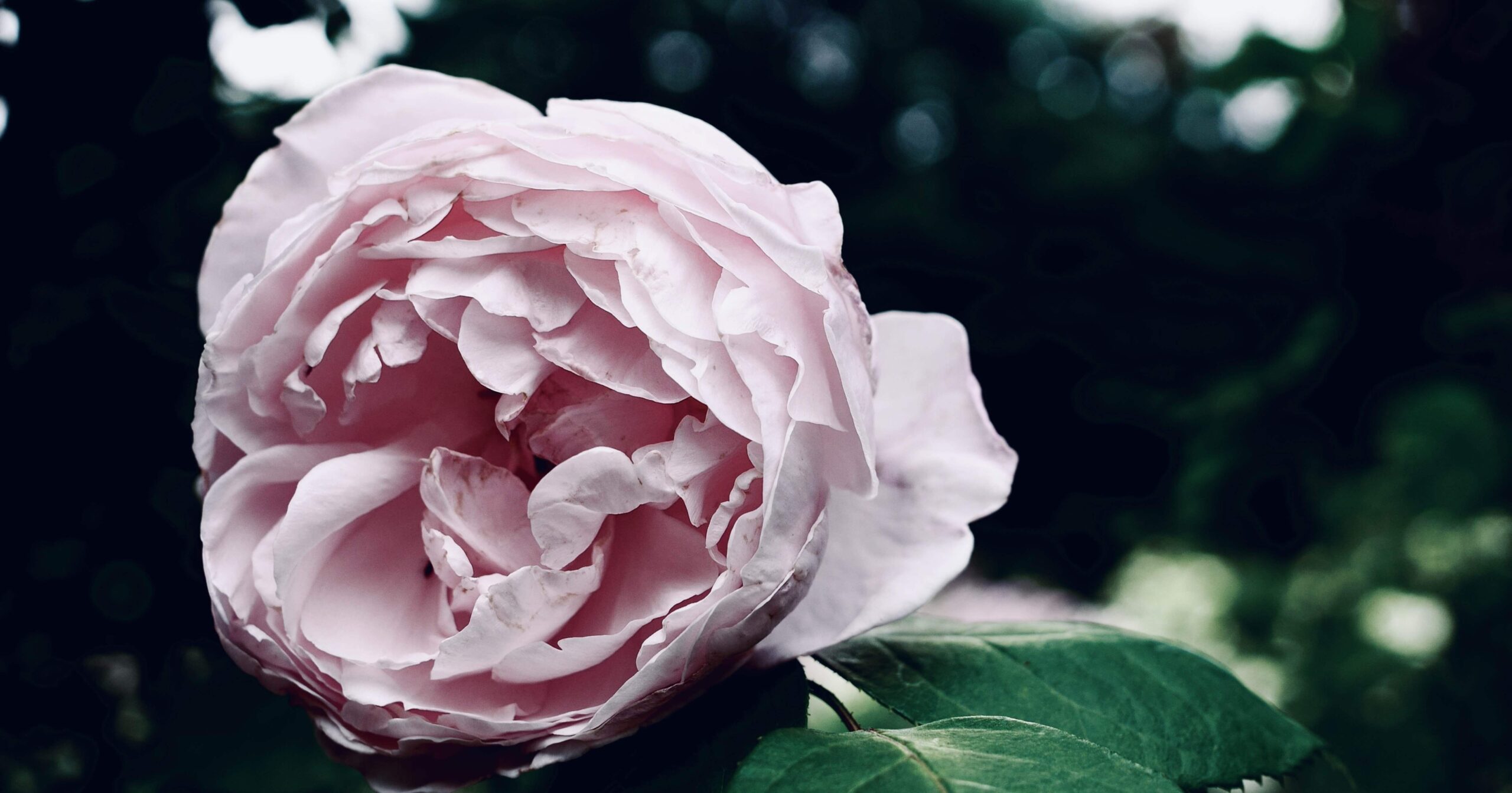 【NOTEより移管】観測記録：心の凪。精神的環境の変化。